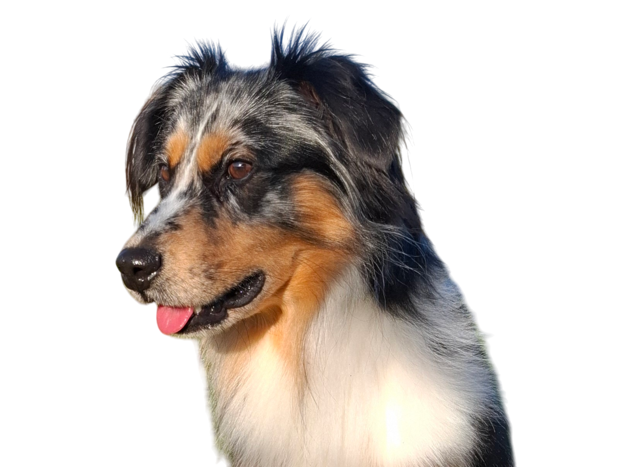 Sopra du moulin de la terasse