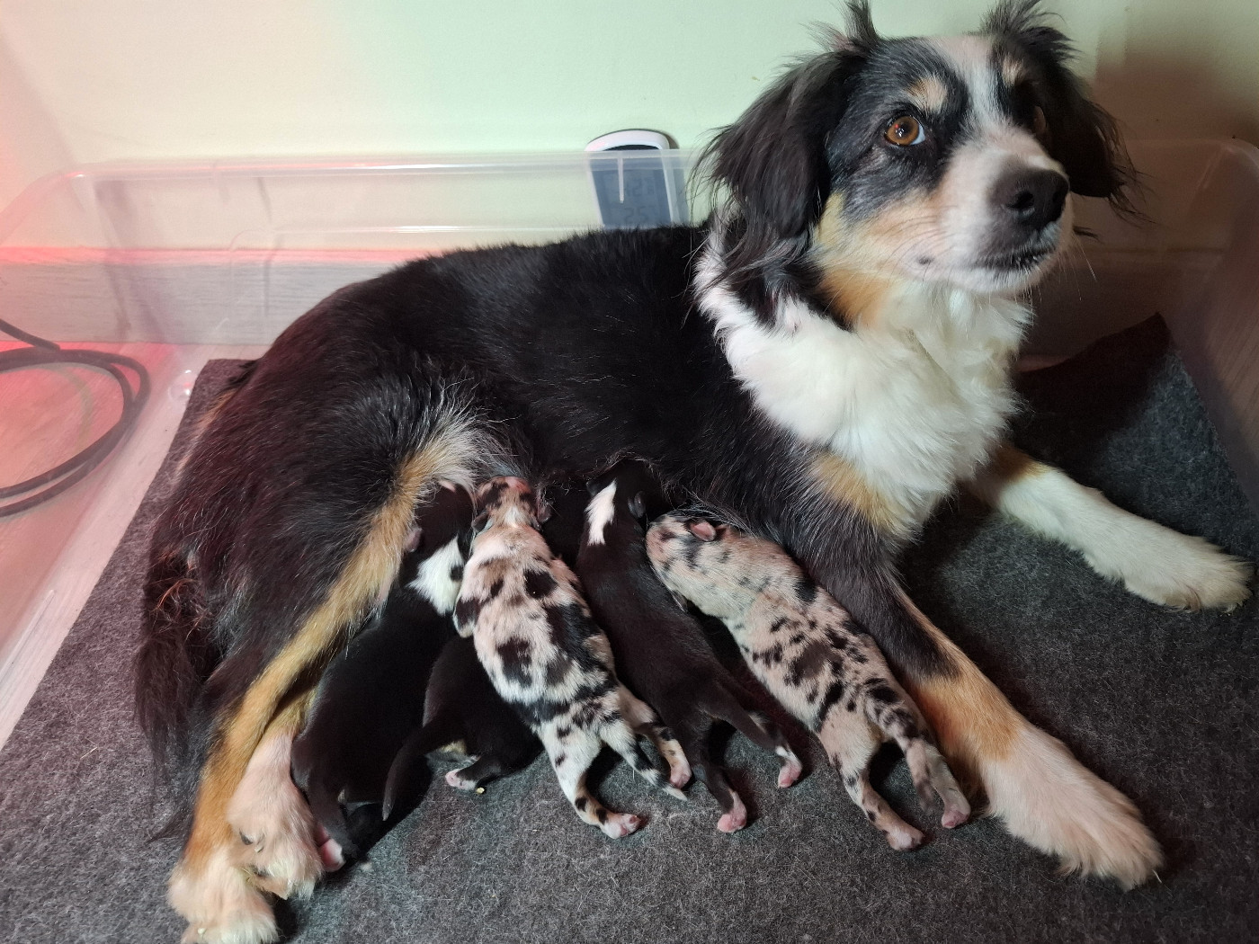 Les bébés ont 3 jours !