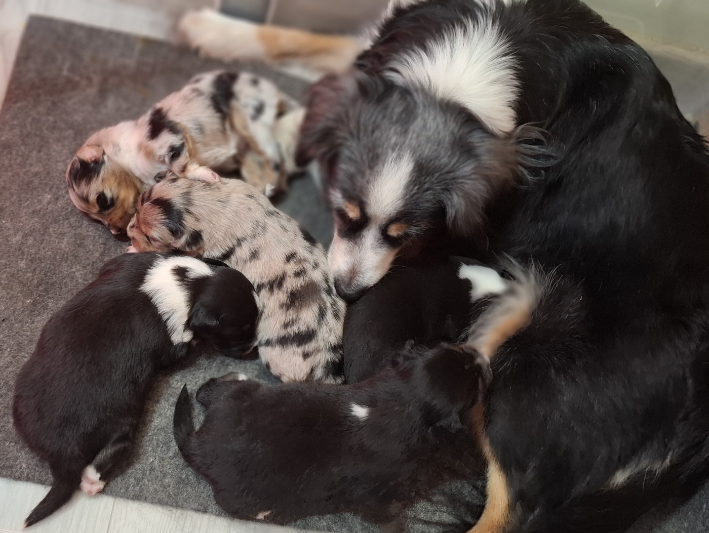 Les petits chiots ont deux semaines !