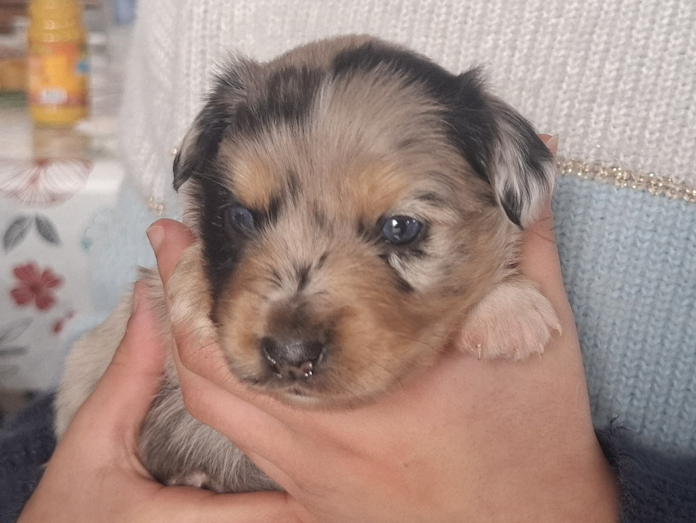 Les bébés de Rookie ont 3 semaines !