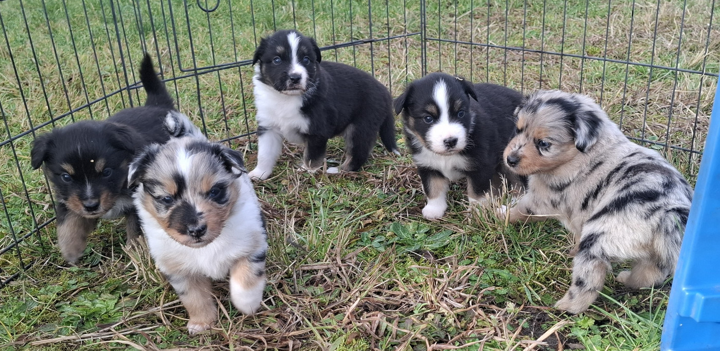 Les bébés ont 6 semaines !