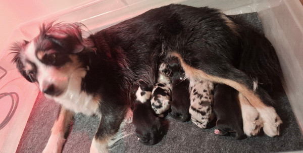 Chiot Berger Américain Miniature  Des Coteaux De Montichamp