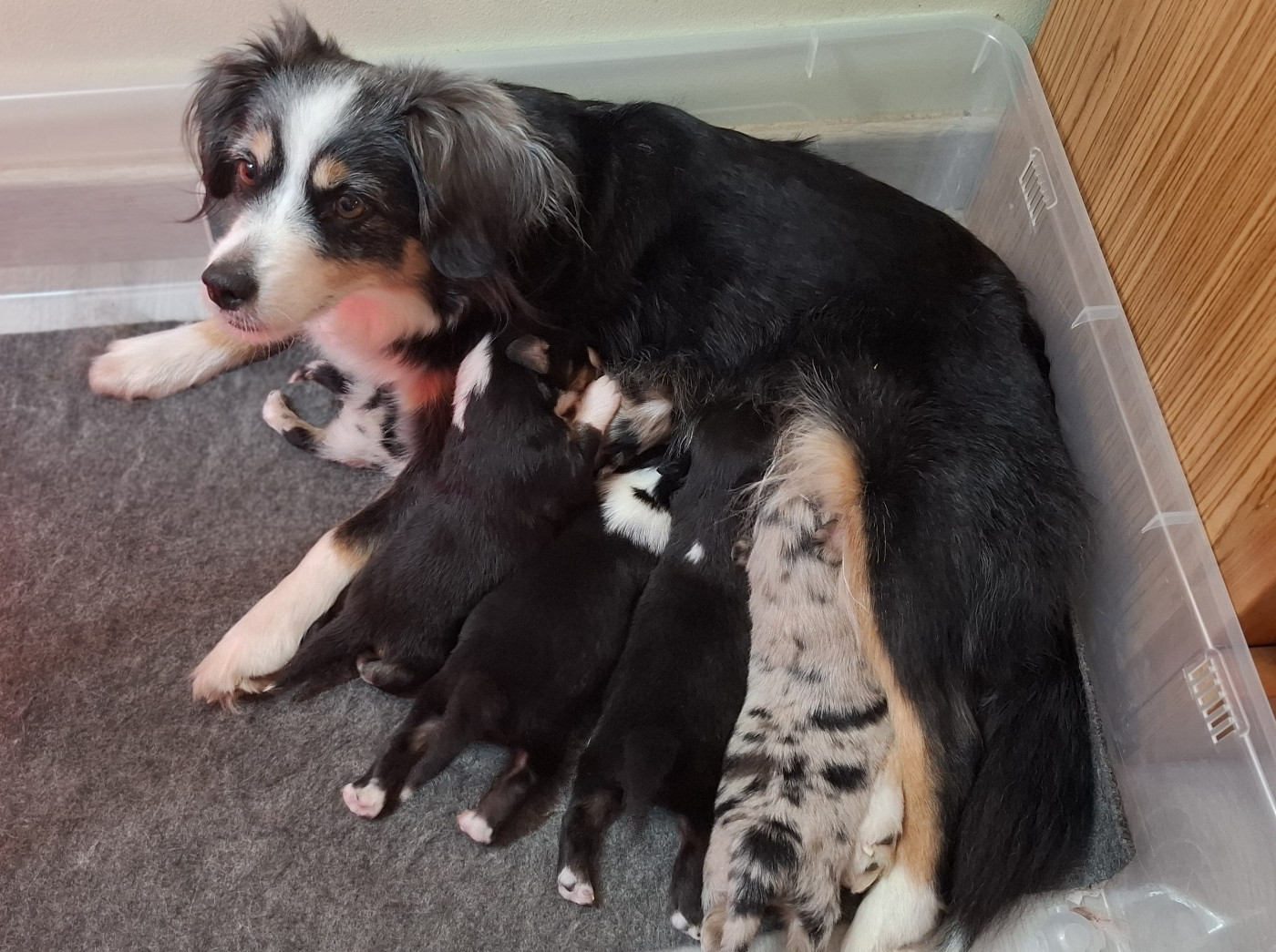 Des Coteaux De Montichamp - Berger Américain Miniature  - Portée née le 20/12/2025