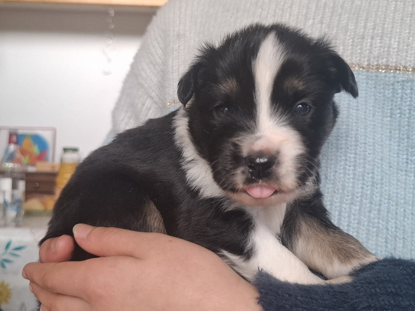 Des Coteaux De Montichamp - Chiots disponibles - Berger Américain Miniature 