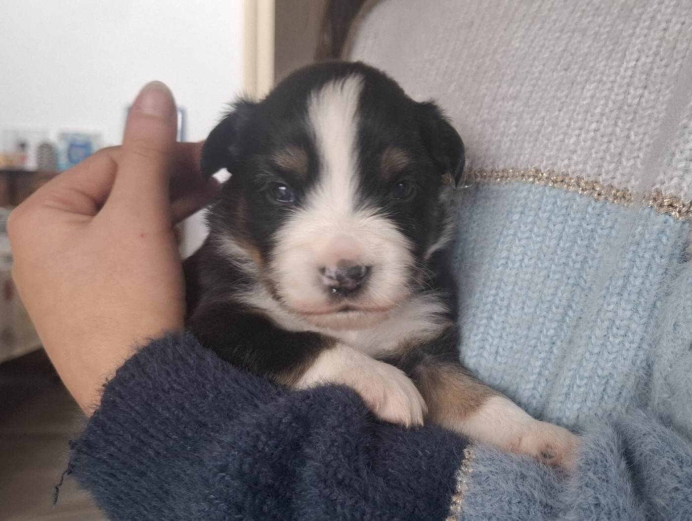 Des Coteaux De Montichamp - Chiots disponibles - Berger Américain Miniature 