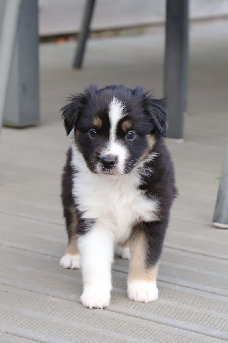 Des Coteaux De Montichamp - Chiots disponibles - Berger Américain Miniature 