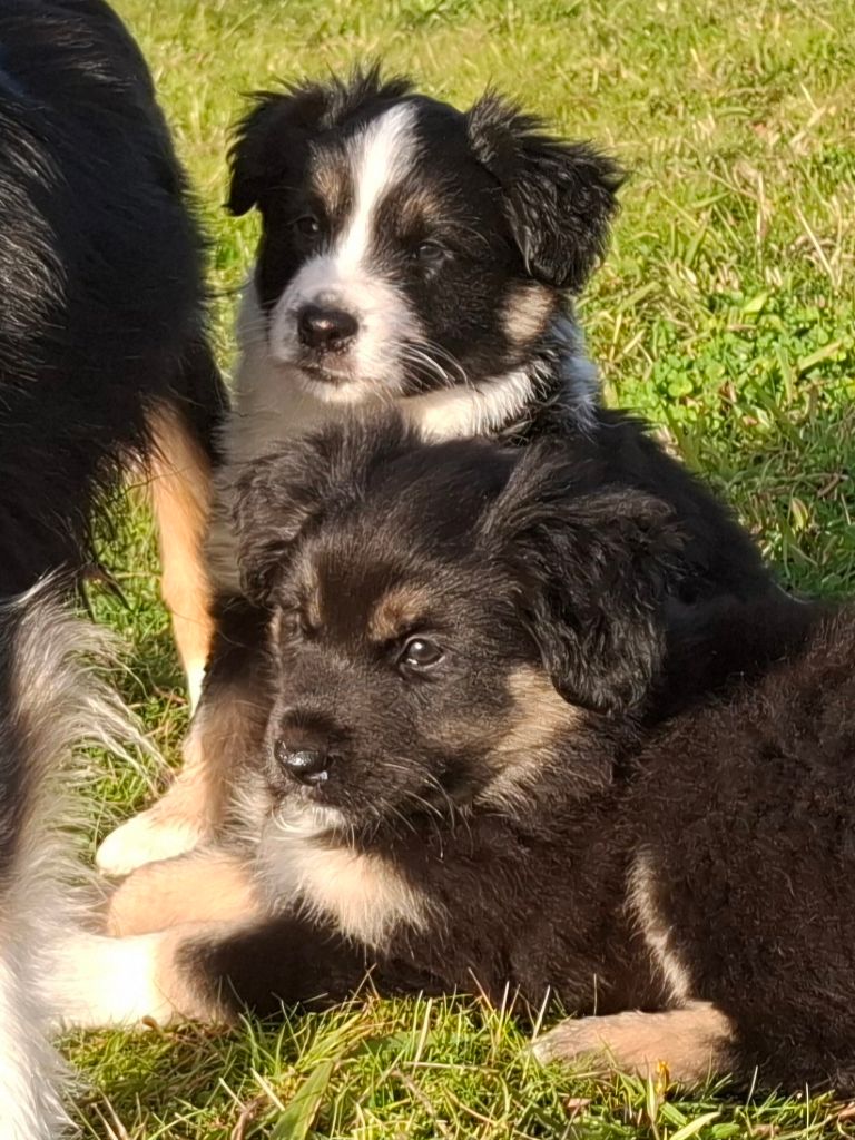 Chiot Berger Américain Miniature  Des Coteaux De Montichamp